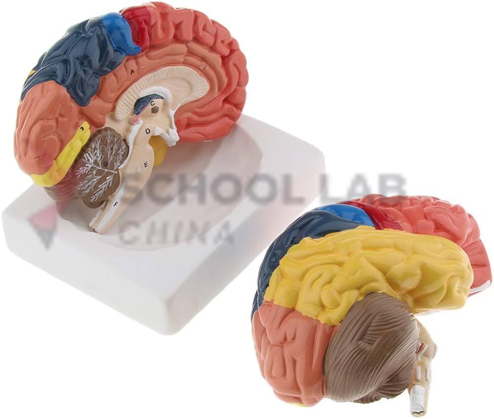 Lobes of the Brain Model